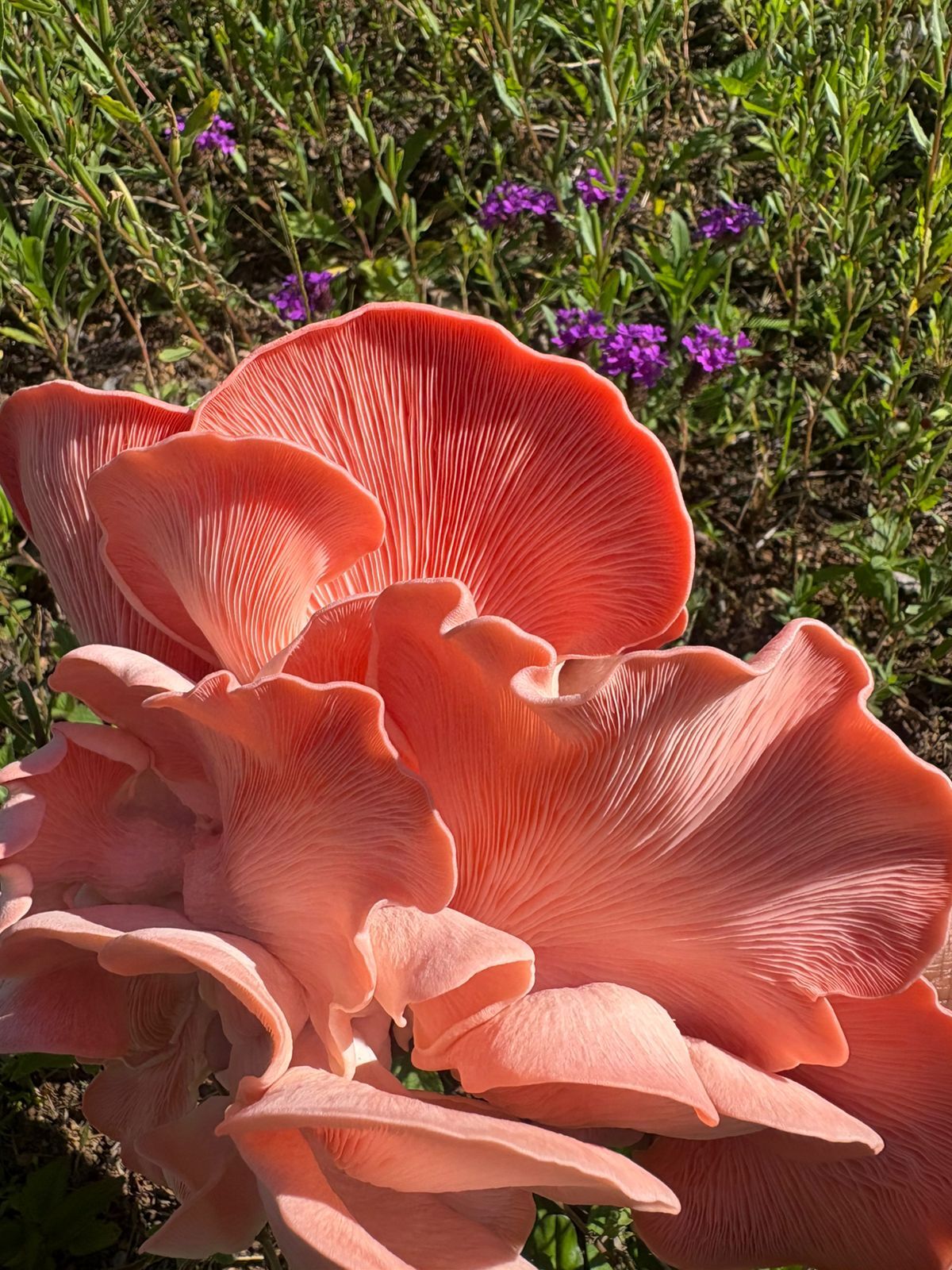 Check out our Lion's Mane mushroom, either in capsules or dehydrated. Known to improve brain function, the taste will leave you wanting for more