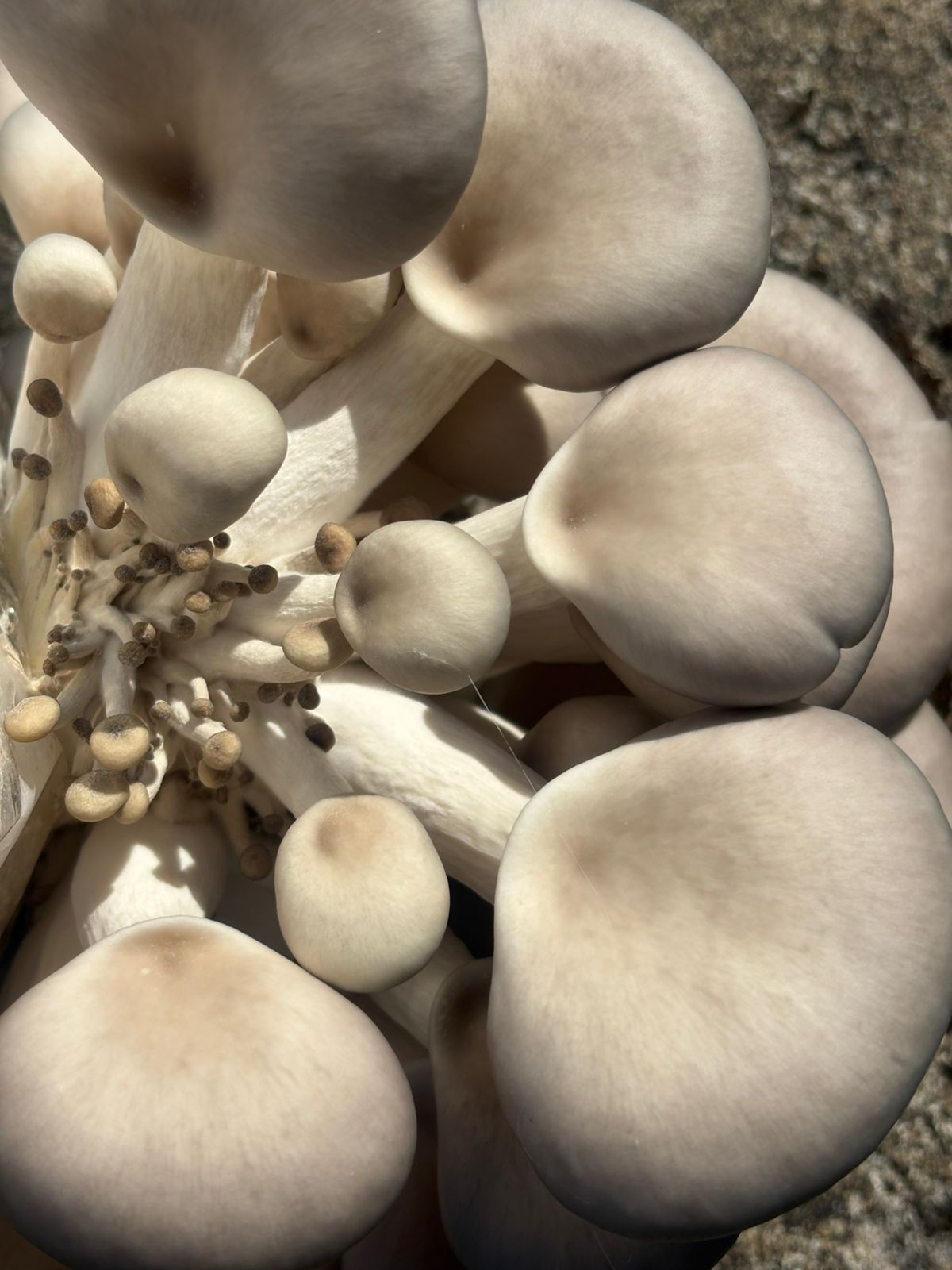 Experience our finest Oyster Mushrooms and powder for a healthy life and tasty food
